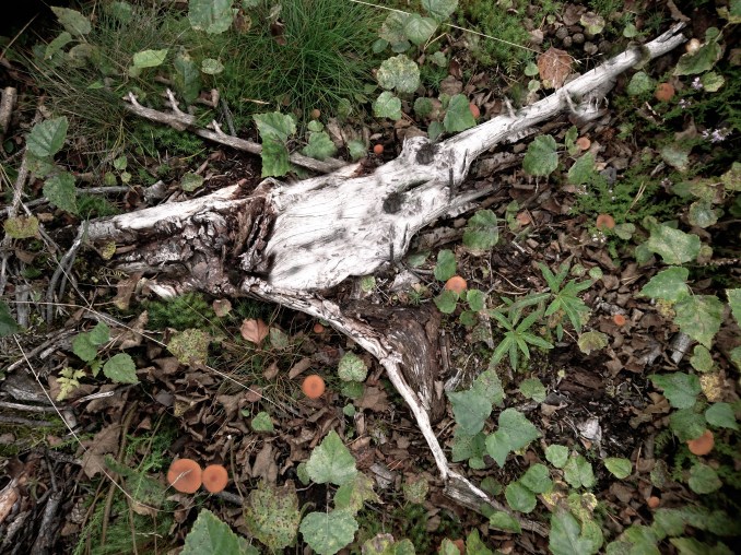 Bambi skull.jpg