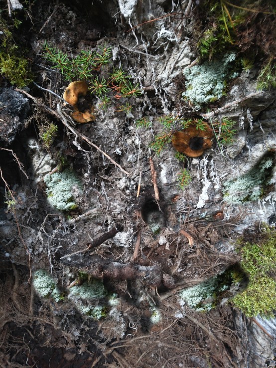 Forest face green.jpg