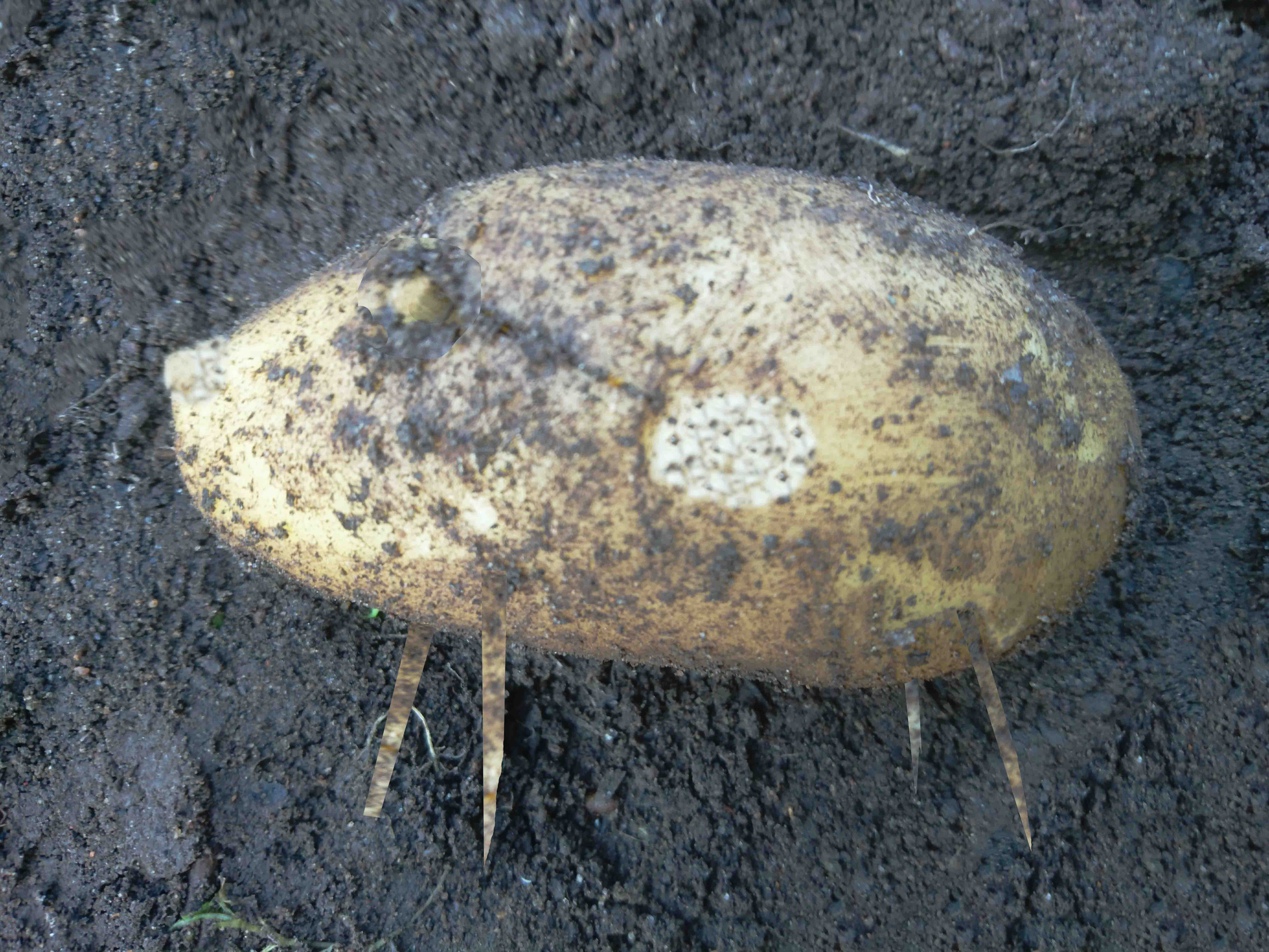 The last potatoe small